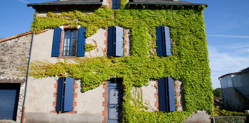 Mantenimiento de la Vegetación Cercana